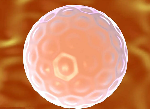 保定哪家机构能做a卵b怀-第三代试管婴儿的囊胚检测需要多长时间？移植的是哪一个胚胎？(图1)